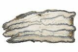 Mammoth Molar Slice with Case - South Carolina #217917-1